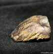 Inch Shed Triceratops Tooth #758-3